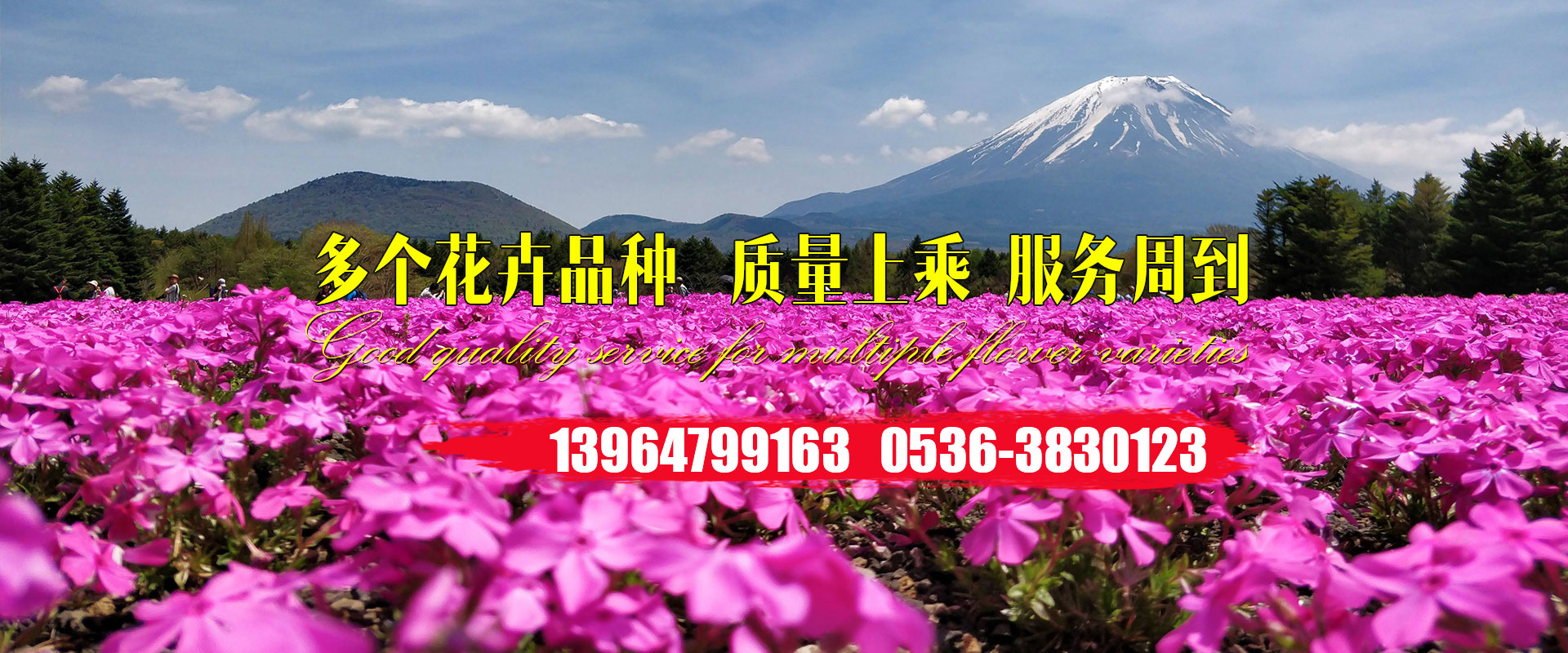 上海龙凤花千坊1314怎么样?真实体验大揭秘!